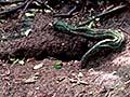 Nest sites 