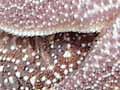 Northern Pacific sea star