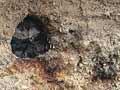 Charred logs in Taupō ignimbrite