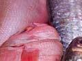Rubyfish