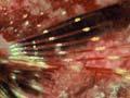 Scaly-headed triplefin