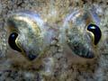 Common sole 