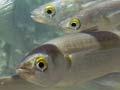 Yellow-eyed mullet