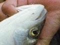 Kahawai catch