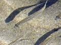 Sprats