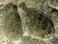 Juvenile turbot