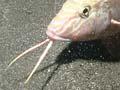 Goatfish