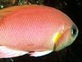Southern splendid perch 