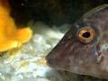 Leatherjacket