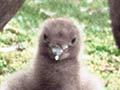 Subantarctic skua adults and chick