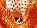 Lace coral