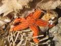 Bryozoan thicket