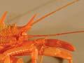 Squat lobster 