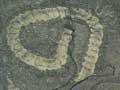 Three types of fossil