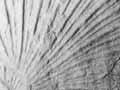 Triassic fossil shells