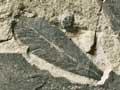 <em>Glossopteris</em> leaves