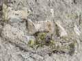 Fossil bone 