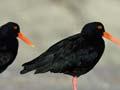 Variable oystercatchers