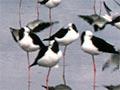 Pied stilts, Tauranga Harbour