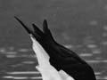 Pied stilt feeding