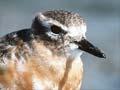 New Zealand dotterel plumage