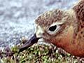 Male dotterel displaying