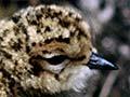 Banded dotterel chick