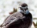 Wrybills roosting 