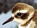 New Zealand shore plover juvenile