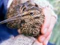Campbell Island snipe