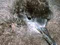 Tītī chick