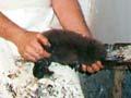 Plucking a chick