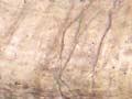 <em>Waiparaconus</em>; an unusual fossil