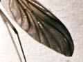 Adult glow-worm