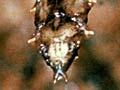 Glow-worm pupa
