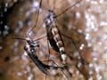 Adult glow-worm flies mating
