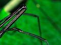 Harvestman
