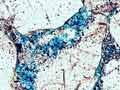 Porous sandstone