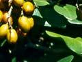 Karaka foliage and berries