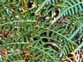 Bracken fern