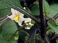 Black nightshade