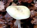 Death cap mushroom