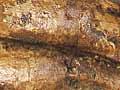 Cenozoic vertebrates 