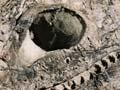 Elasmosaur skull 