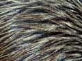 Audio: North Island brown kiwi