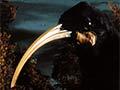Huia