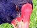 Takahē 