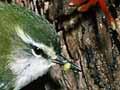 Rifleman male