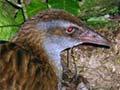 Weka, Kāpiti Island