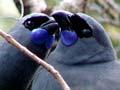 Audio: North Island kōkako pair